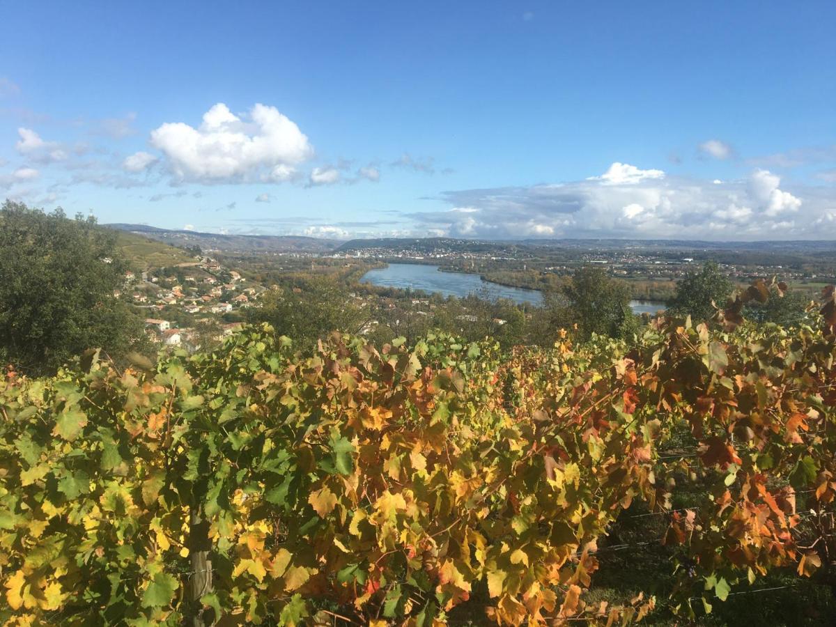 Homestay Spacieuse Le Clos Des Vignes *