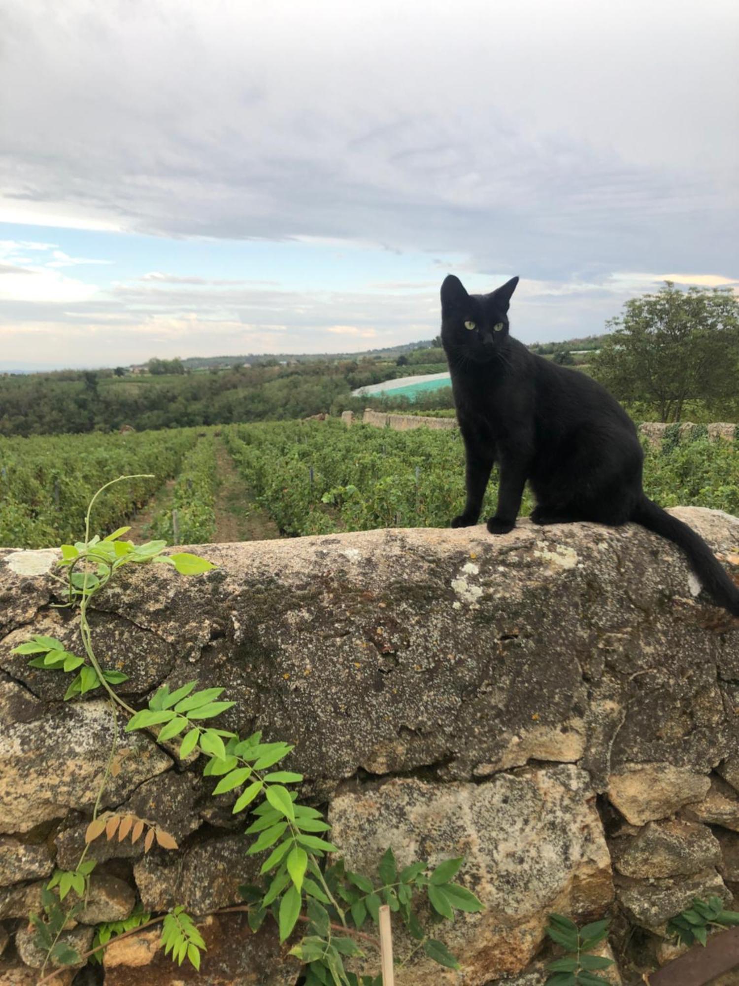 Spacieuse Le Clos Des Vignes Chavanay